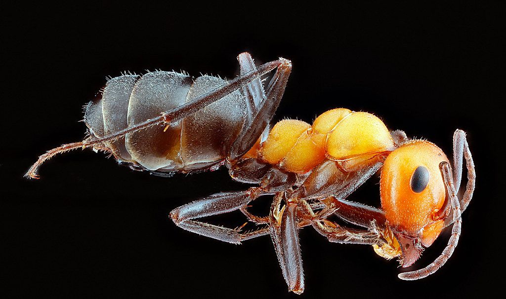Ant Control service in Bronx, NY
