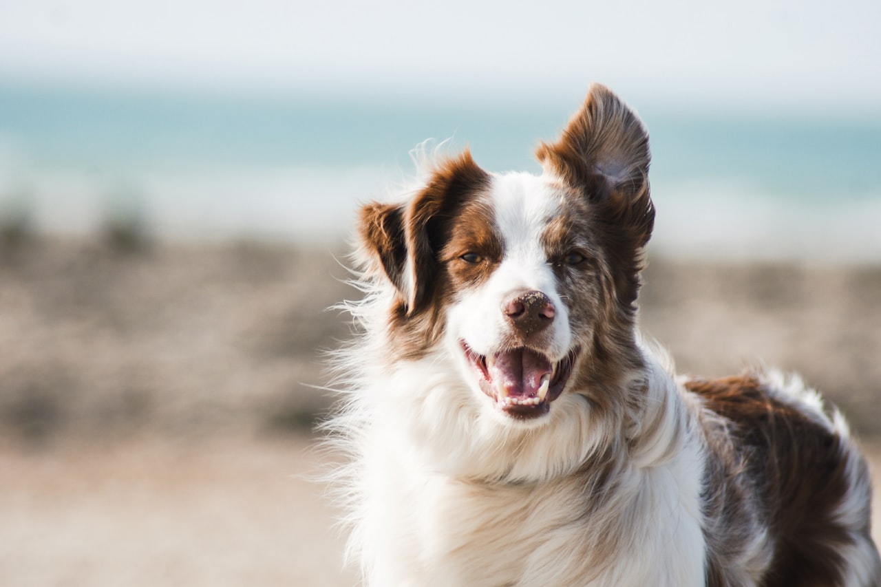 Flea & Tick Control service in Bronx, NY