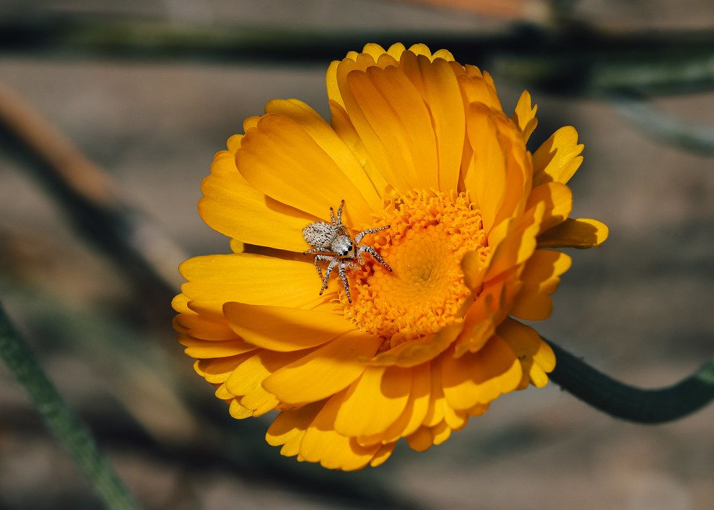 Spider Control service in Bronx, NY